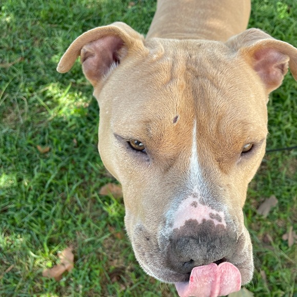 Meet your Posher, Harper - Picture 14 of 14